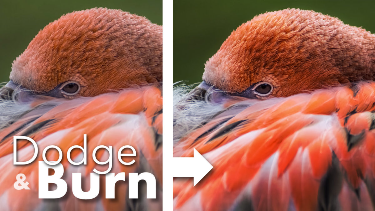 dodge burn affinity photo